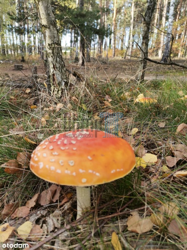 Znakomita,duża dzialka Gorzeń za łochowicami