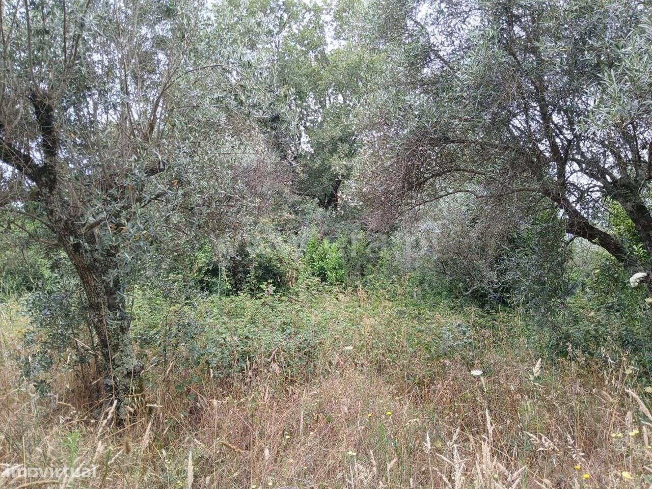 Terreno / Fundão, Atalaia do Campo - Grande imagem: 3/9