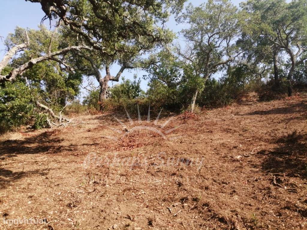 Terreno Misto - 9,975 Hectares - Grande imagem: 5/6