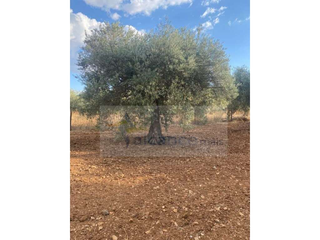 Quintinha Agricola em Vila Nova de São Bento-13