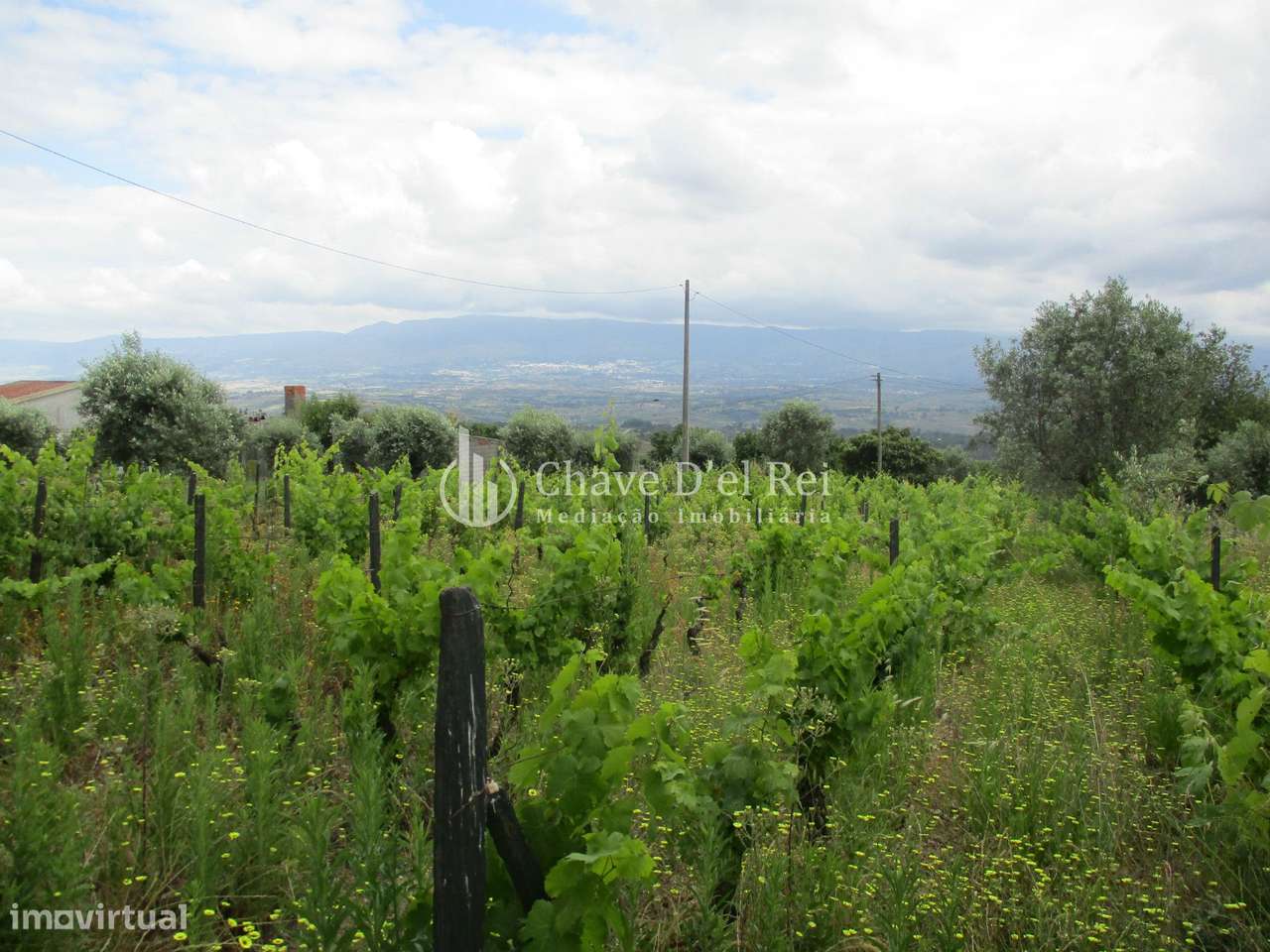 Quintinha  Venda em Santiago de Cassurrães e Póvoa de Cervães,Manguald - Grande imagem: 4/11