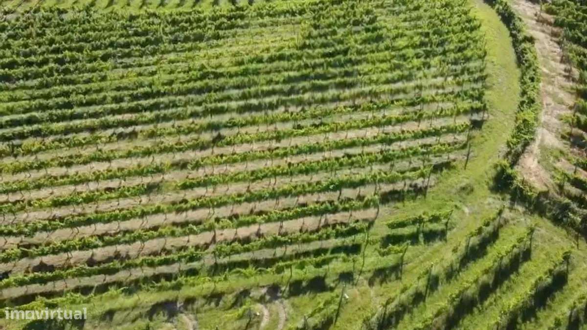 QUINTA EM MONÇÃO COM PRODUÇÃO DE VINHO ALVARINHO - Grande imagem: 4/10