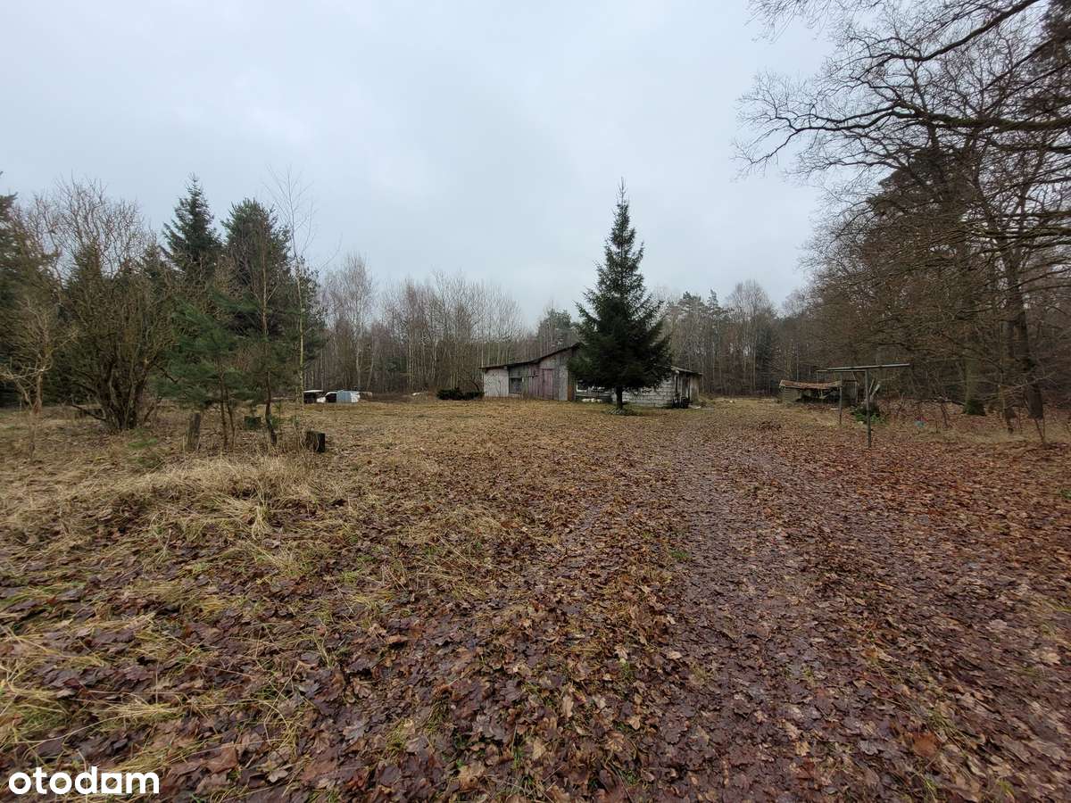 Działka 1,4 ha, GZIN, gmina Dąbrowa Chełmińska-5