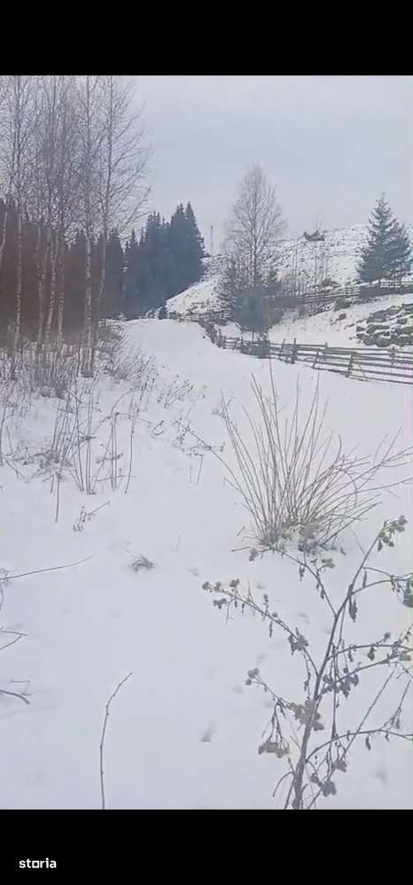 Teren langa padure 8179 mp , cu izvoare de munte-2