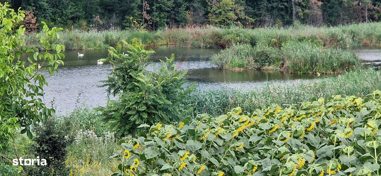 DE VANZARE Teren agricol 4500mp Moara Vlasiei - Imagine principală: 1/5