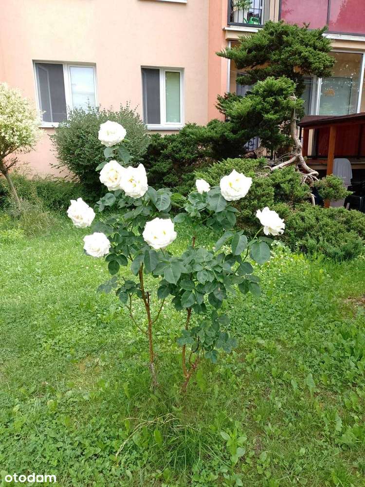 Żelazna, parter z ogródkiem-3