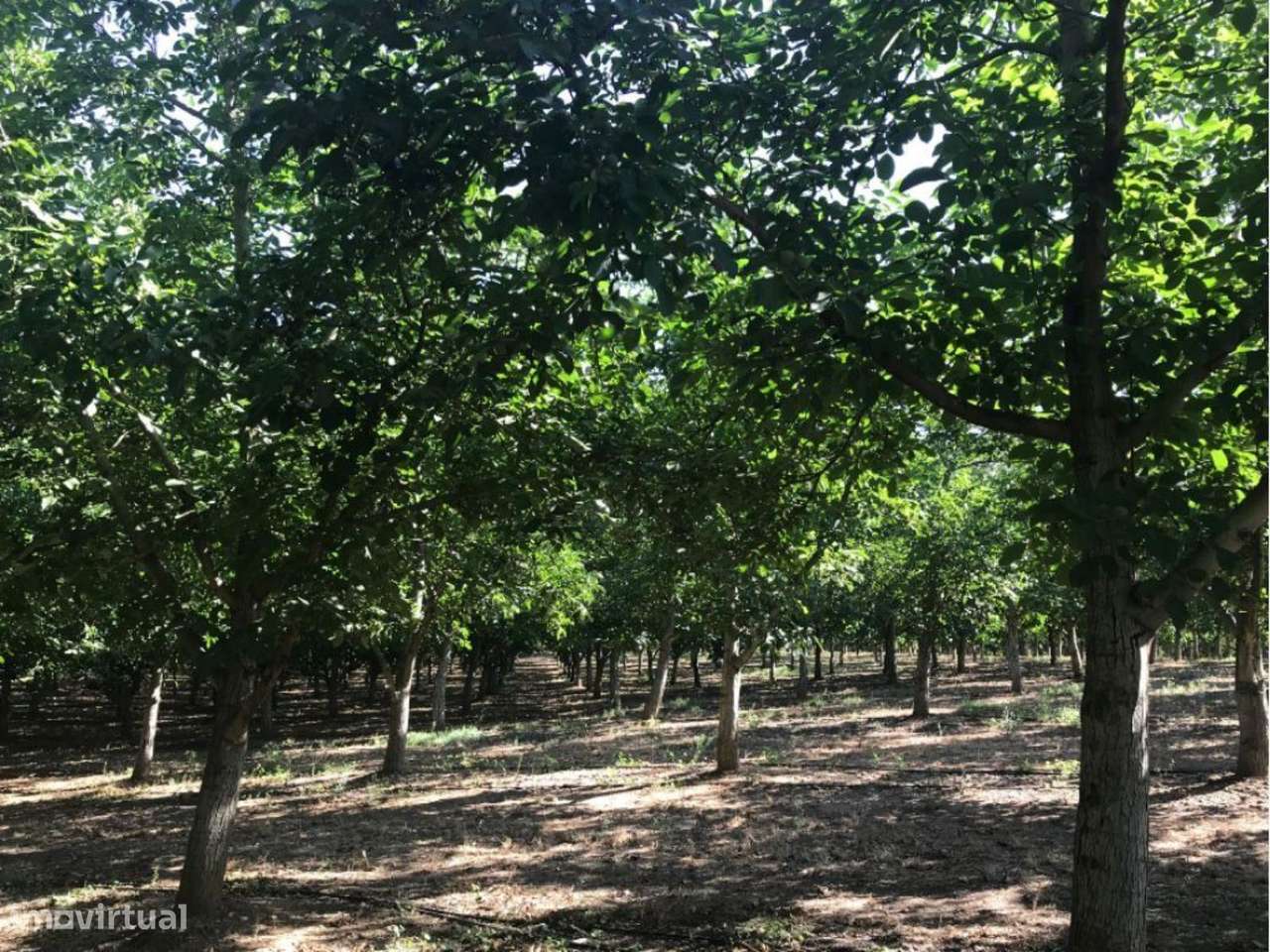 Estremoz | Herdade 5 ha com Projeto Aprovado para Hotel Rural 4 | E...-12