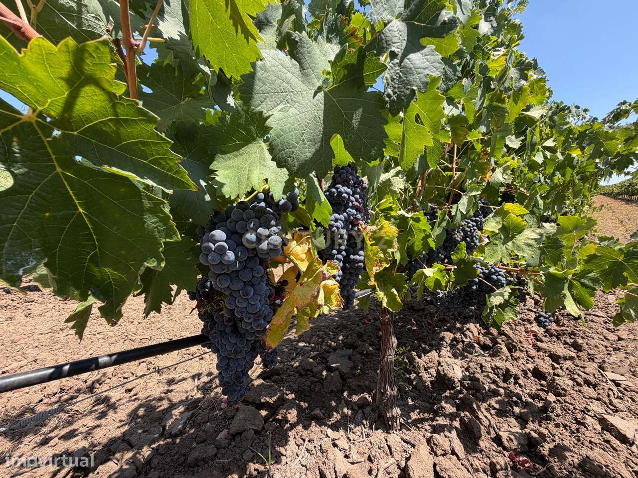 Herdade de Pandeira, Vinha e Olival em Produção em Reguengos de Monsar-30