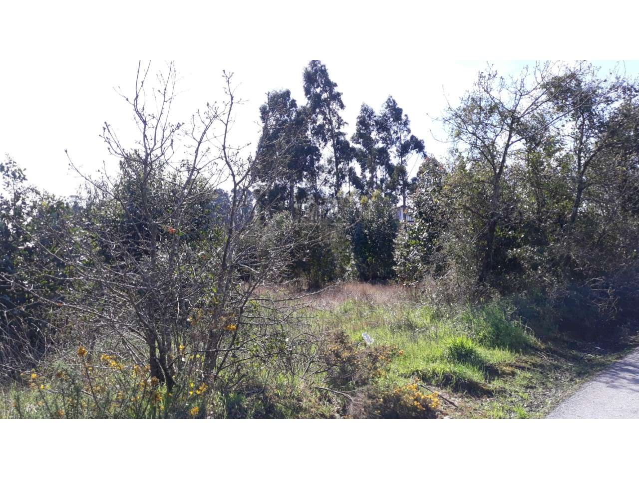 Terreno Rústico  Venda em Eixo e Eirol,Aveiro - Grande imagem: 4/14