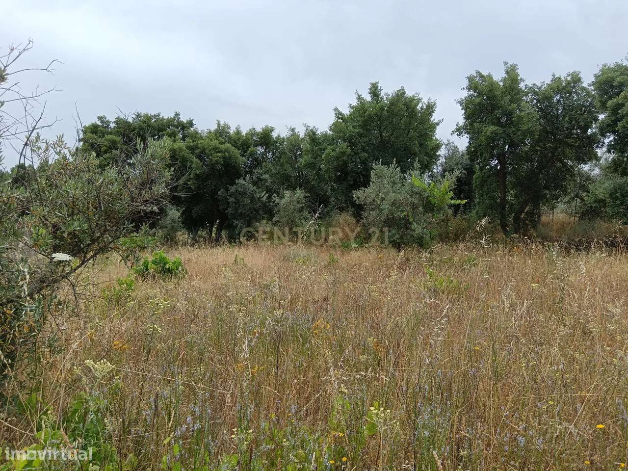 Terreno rustico em Palvarinho ( Rabadão  ) - Grande imagem: 4/6