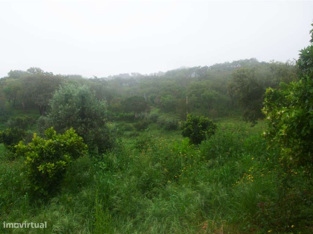 EXCLUSIVO! Quinta com Enorme Potencial no Coração do Alentejo Um Re...-49