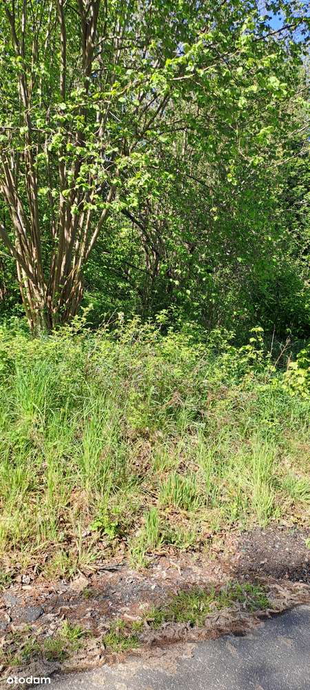 Czynna Mała Elektrownia Wodna (MEW) ~ 0,045MW + ZABUDOWANIA - Pełny obrazek: 5/9