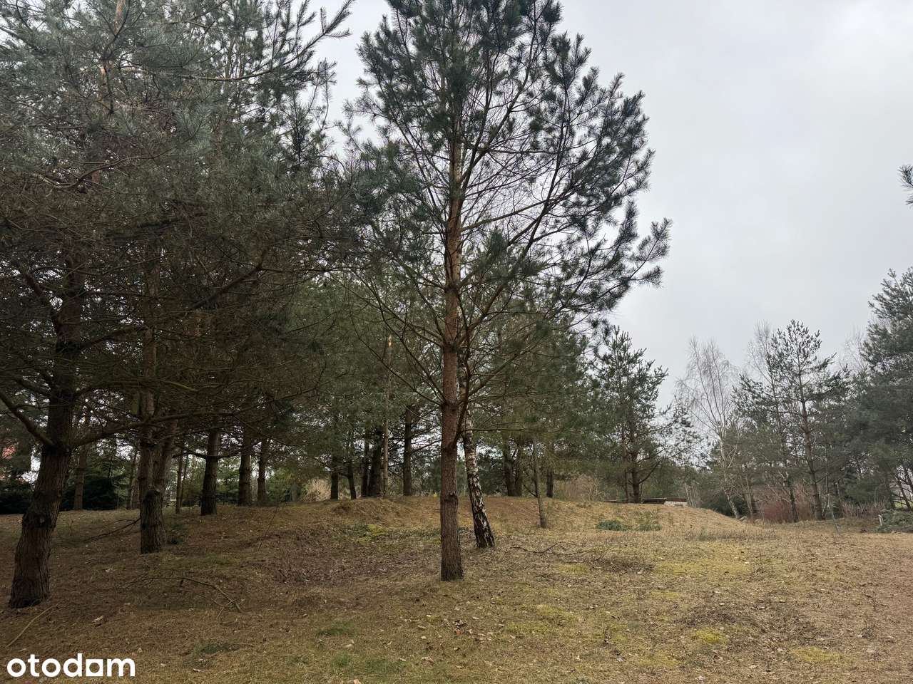 WYJĄTKOWA DZIAŁKA POMIECZYNO PRZODKOWO PONAD 3000m2-2