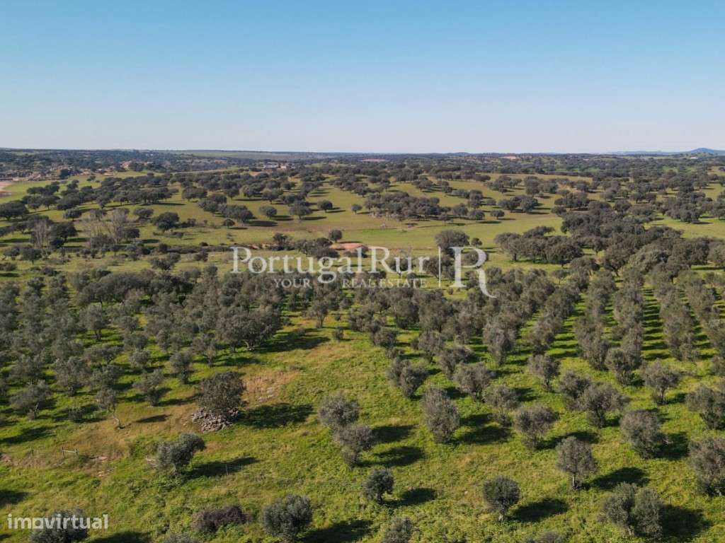 Herdade de 18 hectares perto de Estremoz-15