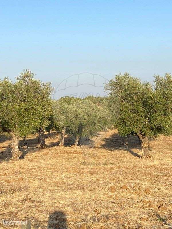 Terreno  para venda - Grande imagem: 5/12