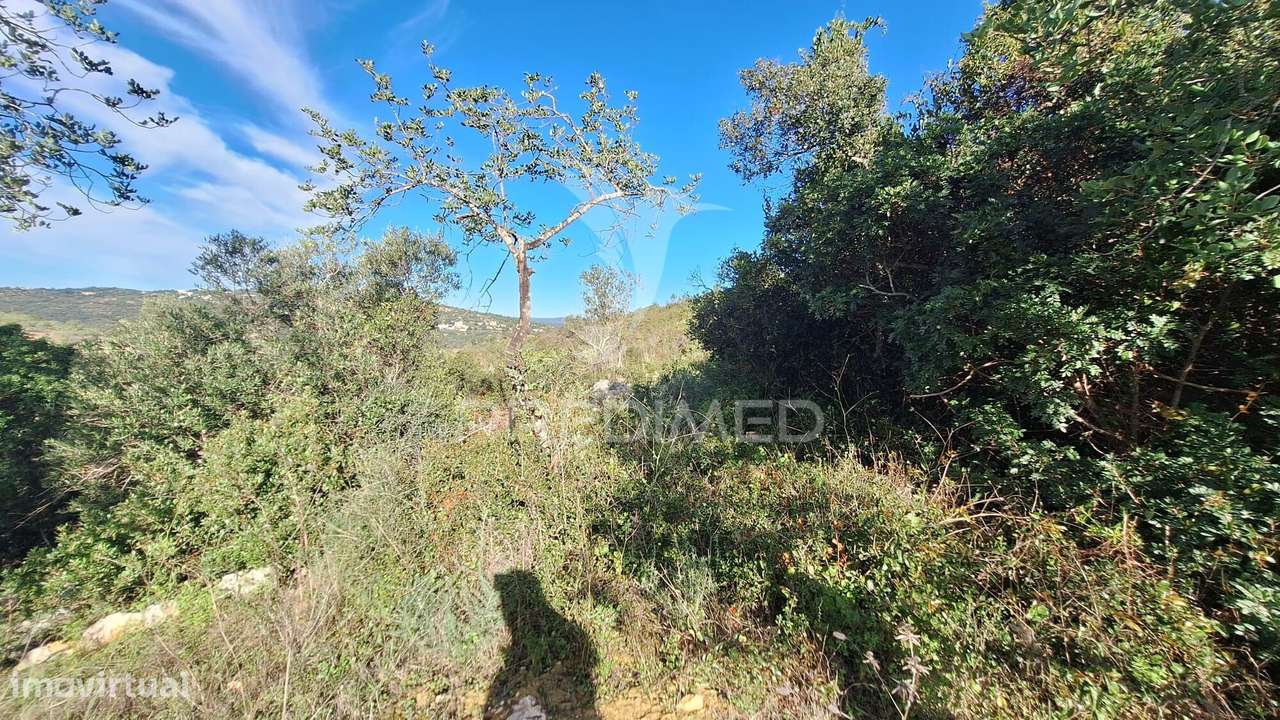 Terreno rustico em Loulé com 1ha e acesso directo da estrada - Grande imagem: 5/10