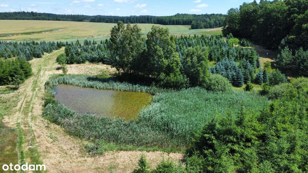 Działka, 61 800 m², Gryfów Śląski-6