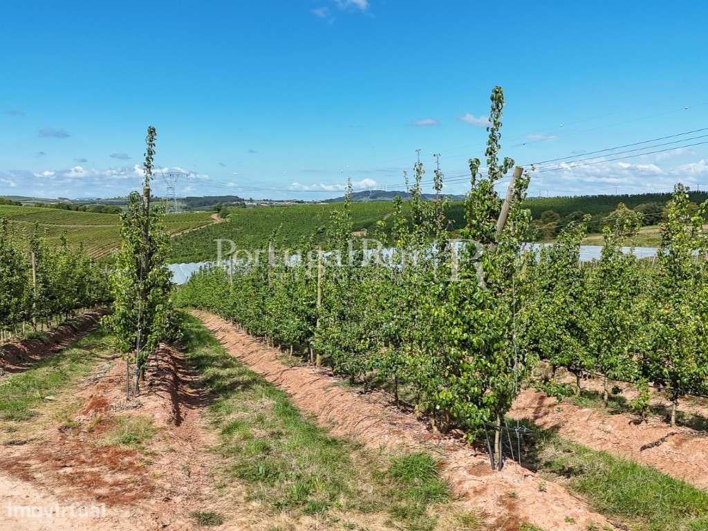 Exploração Agrícola com 37 ha e produção de Pera Rocha no Cadaval-44