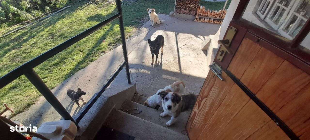 Puciosa Moreni Valea Lunga Sat Izvoru 20000mp teren de vanzare-13