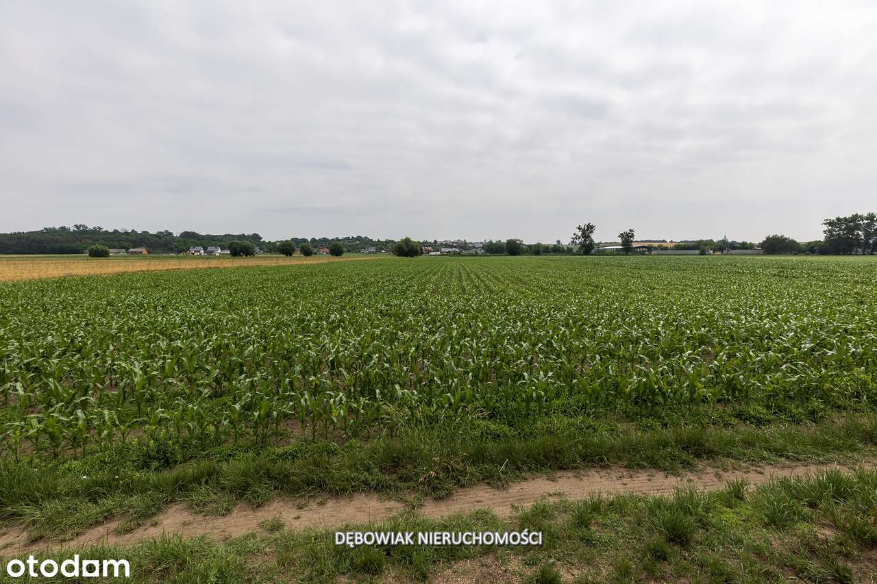 Obszerna działka budowlana blisko Kani-14