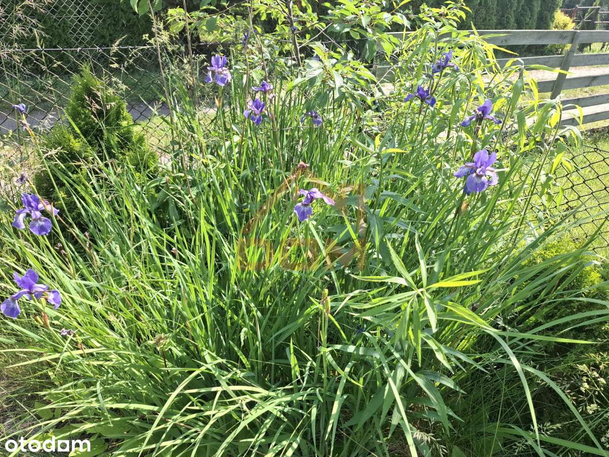 Działka Rod - Pełny obrazek: 5/6