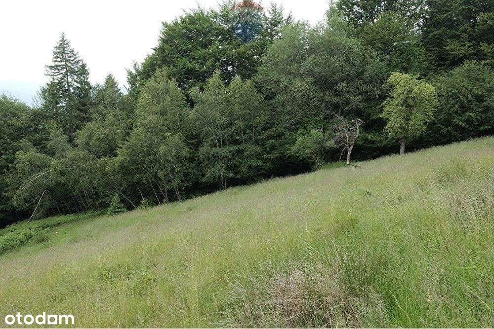 Wzgórze, las i przestrzeń – Twoje miejsce w górach - Pełny obrazek: 4/19