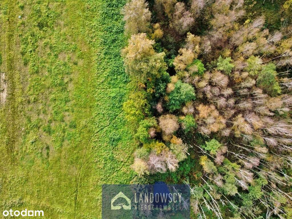 Zapewnij sobie wyjście z ogrodu do własnego lasu - Pełny obrazek: 4/19