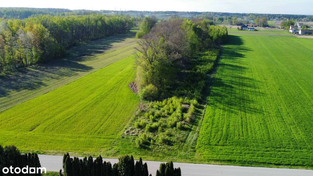 Działka budowlana z lasem w pobliżu Siedlec 62 ary - Pełny obrazek: 5/8