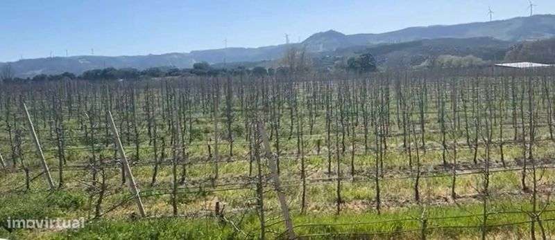 Terreno agrícola 3,28 ha com pomar de Pera Rocha e Maçã - Oeste - Grande imagem: 4/4