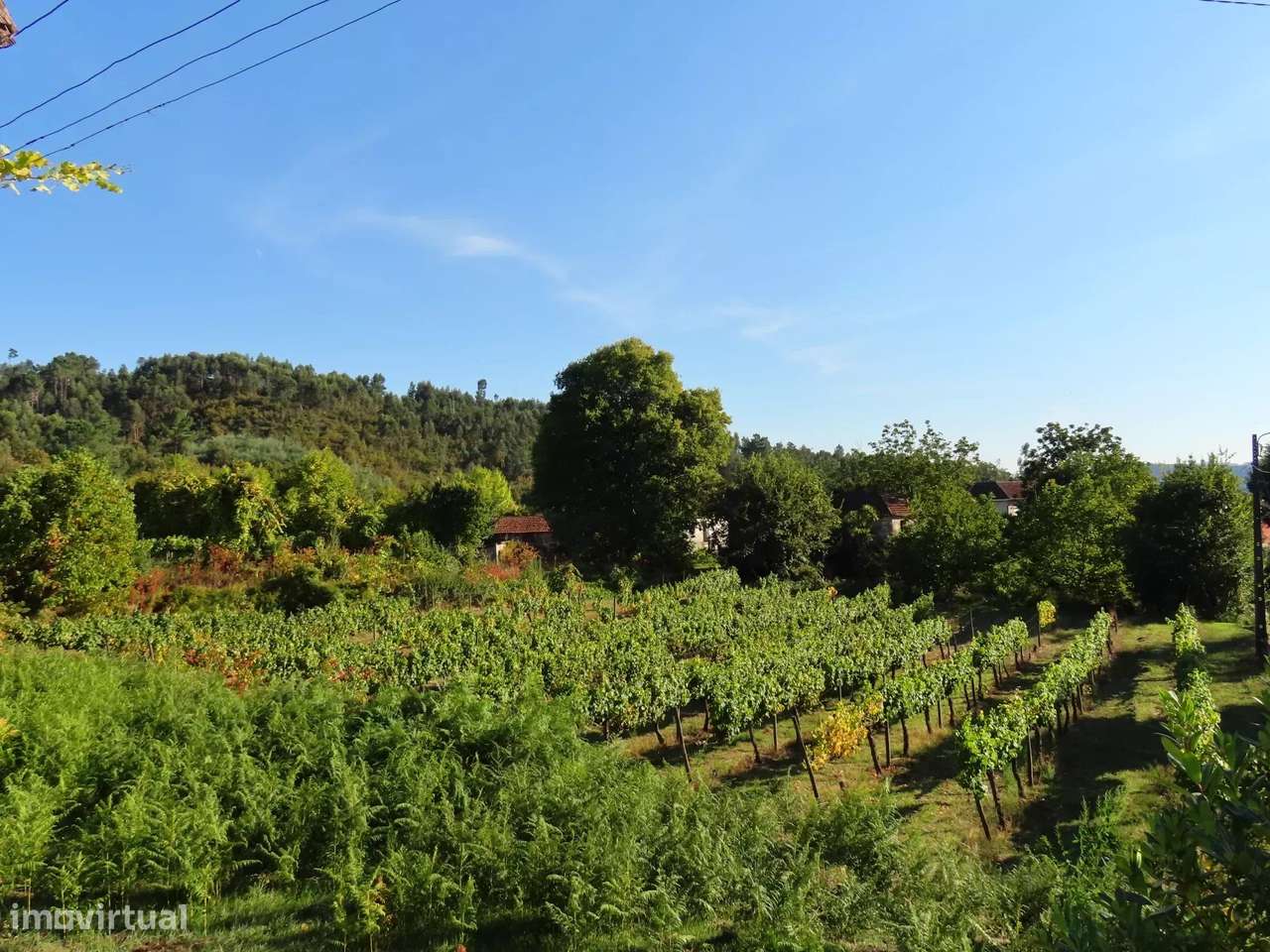 Terreno Agrícola com Vinha – Travanca, Amarante - Grande imagem: 4/11
