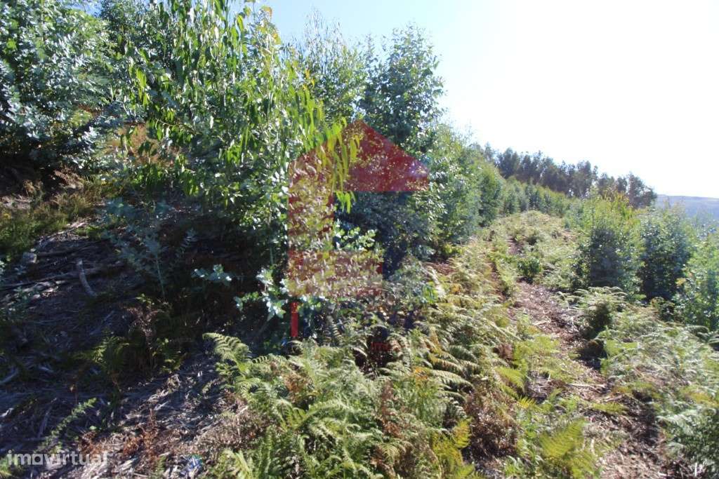 Terreno para plantação em Santiago Carreiras - Grande imagem: 5/24