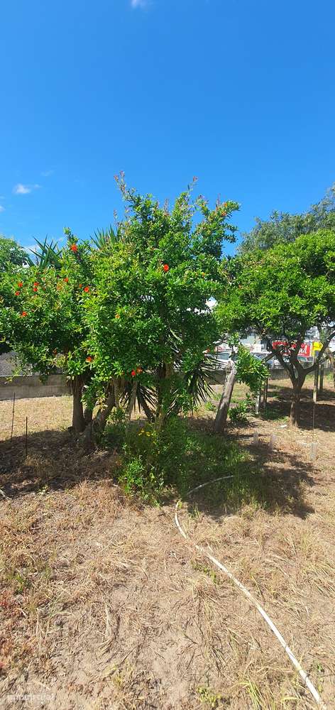 Quinta  5000m2 Viver no Campo Com a Cidade Por Perto Passil Alcochete-27