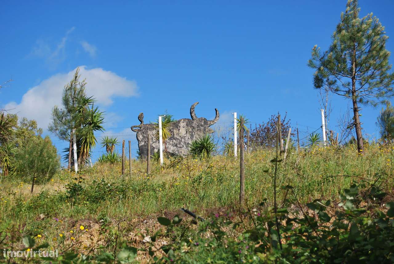 Terreno rústico 28200m2 em Vale do Junco, Chamusca, Golegã-21