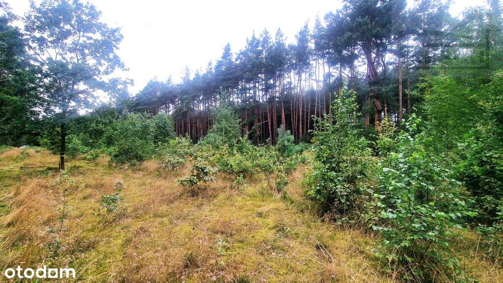 Działki bud. w Czarnym Lesie , gm. Grodzisk Maz. - Pełny obrazek: 4/6