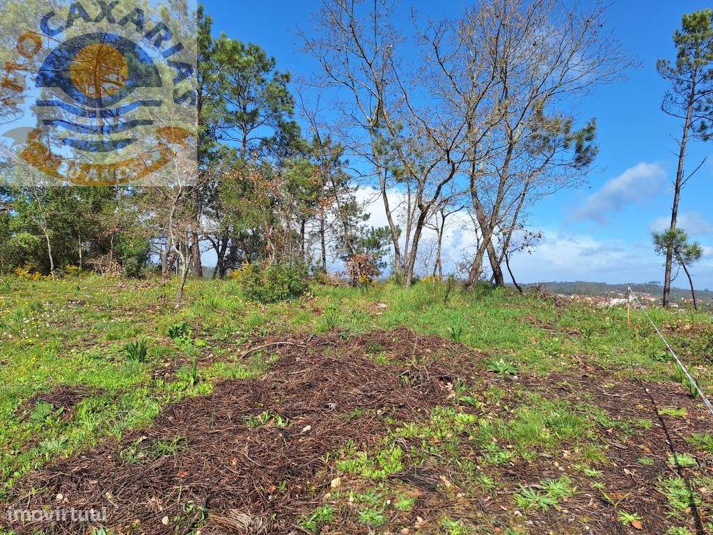 Terreno rústico com olival, vinha e pinhal. - Grande imagem: 4/7