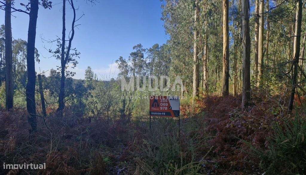 Terreno Rústico com Potencial Agrícola e Turístico – Preço Reduzido - Grande imagem: 3/15