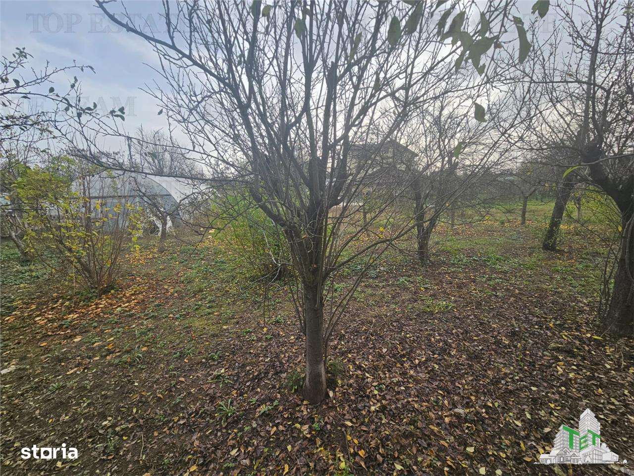 Teren 2000mp intre case langa Padurea Teghes-4