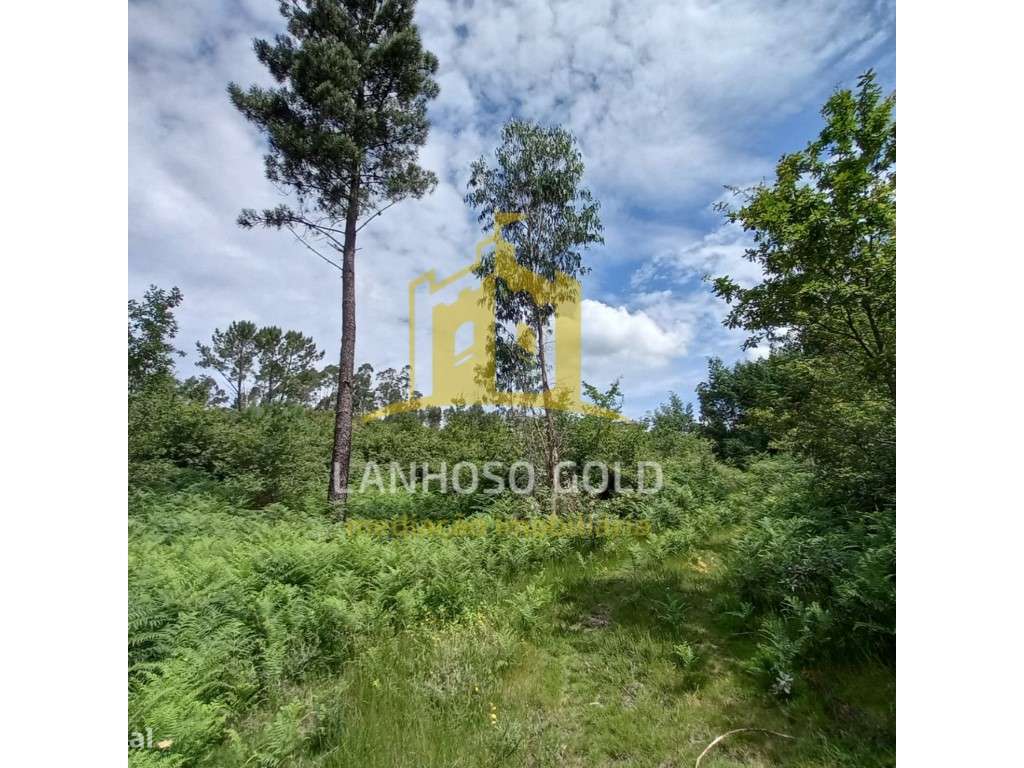 Bouça - Grande imagem: 5/8