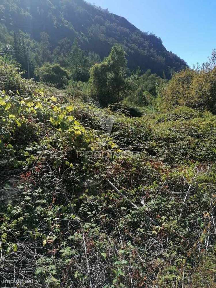 MOINHO E ANEXO COM 2.800M2 DE TERRENO - Grande imagem: 4/4