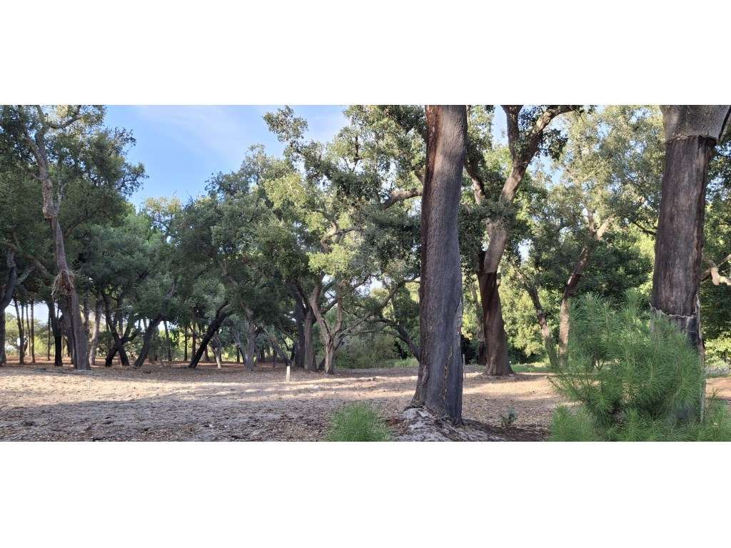 Luxuosa propriedade entre Grândola e Comporta, com 24 hectares-28