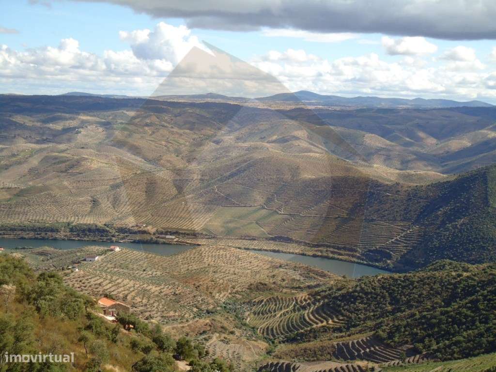 QUINTA COM VINHA - FIGUEIRA DE CASTELO RODRIGO-10