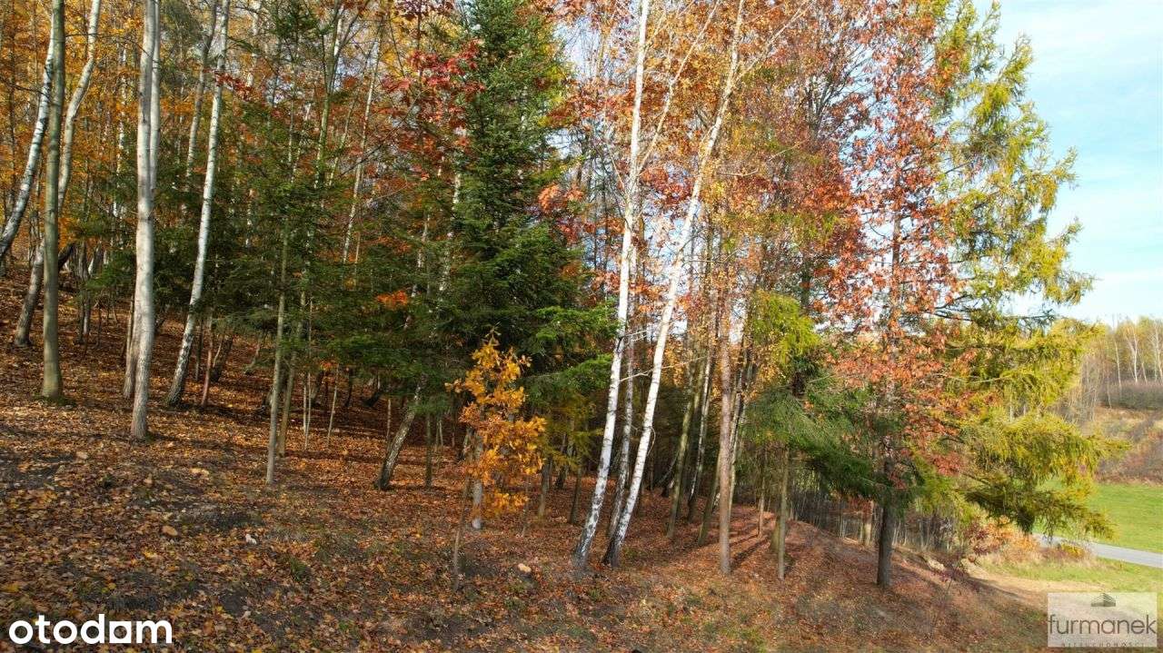 Widokowa działka budowlana 0,42 ha z własnym lasem - Pełny obrazek: 4/20