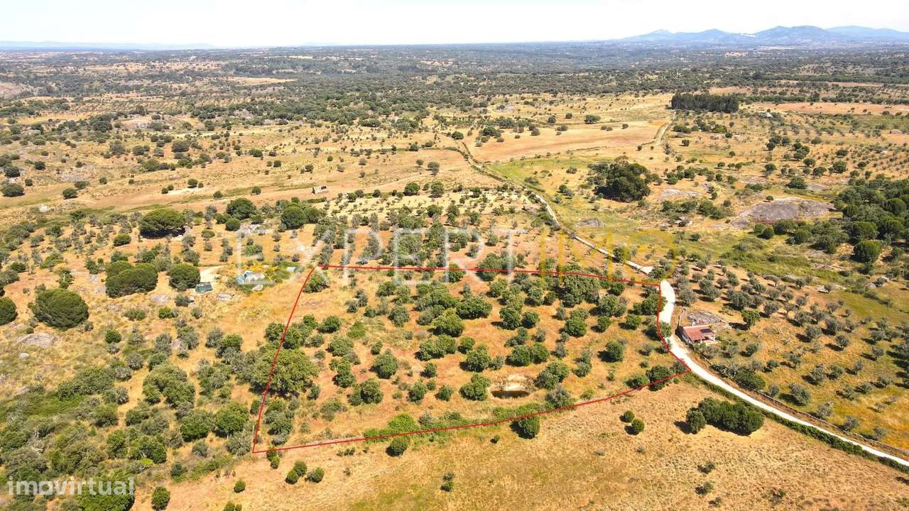 Terreno com 10500 m2 - 2 furos e uma charca - Nisa - Grande imagem: 2/14