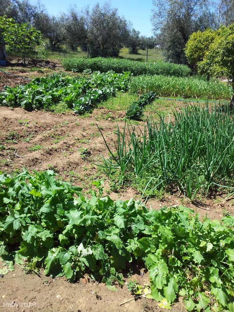 Herdade Alentejana - Grande imagem: 5/21