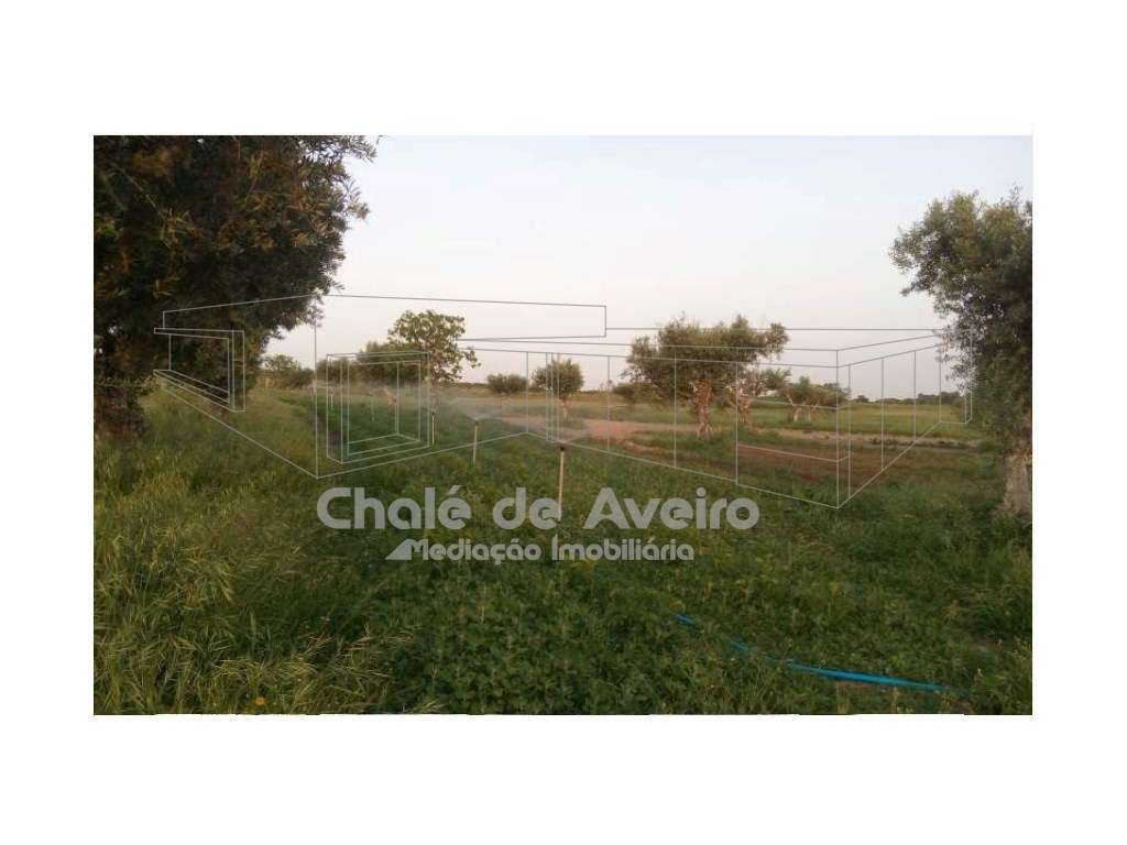 Herdade em Portalegre Com 200 Oliveiras (Nisa)-14