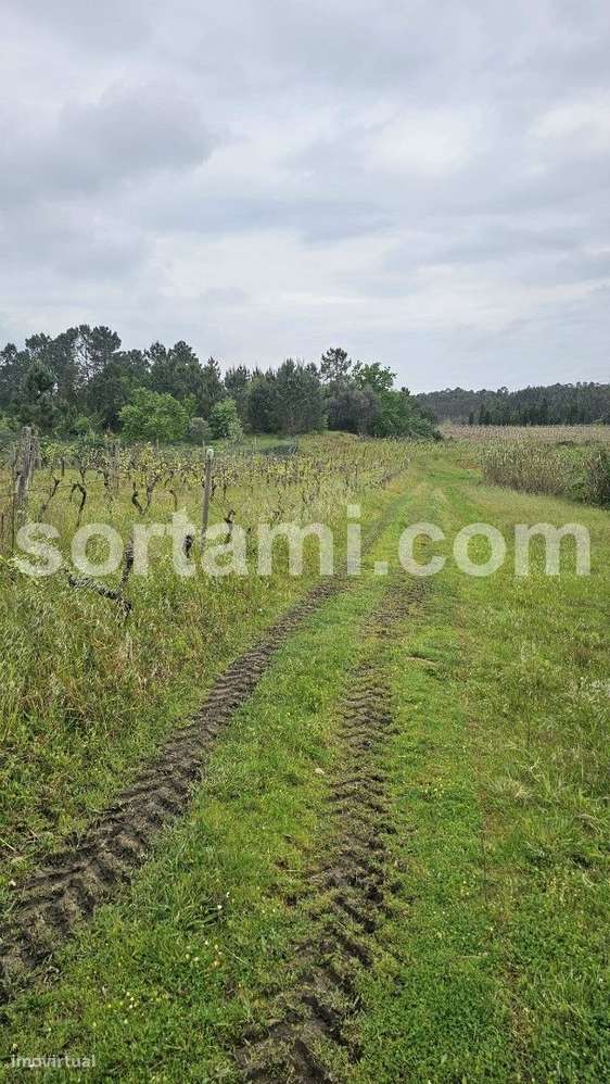 Terreno Rústico  Venda em Arcos e Mogofores,Anadia - Grande imagem: 5/7