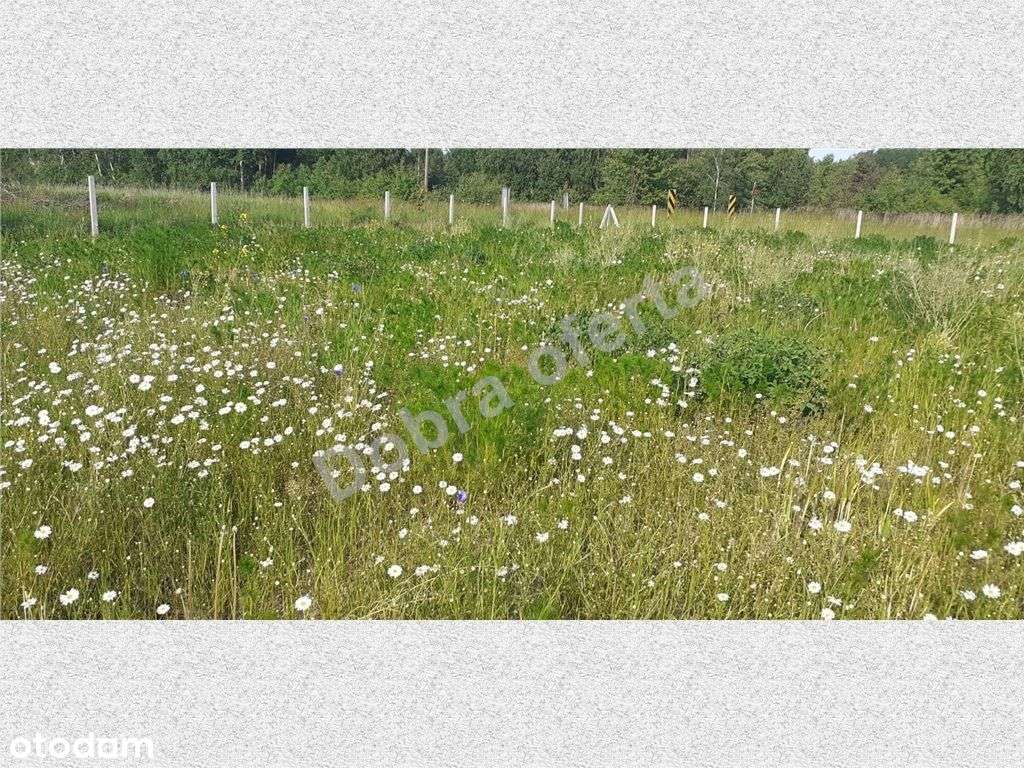 Oferta doskonała dla rodziny-4