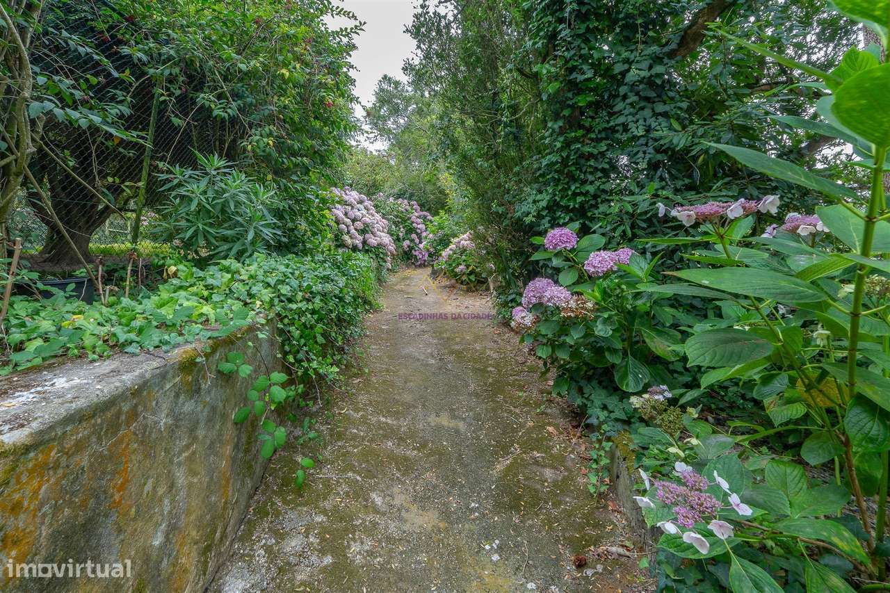 Quinta única em Colares - Grande imagem: 5/49