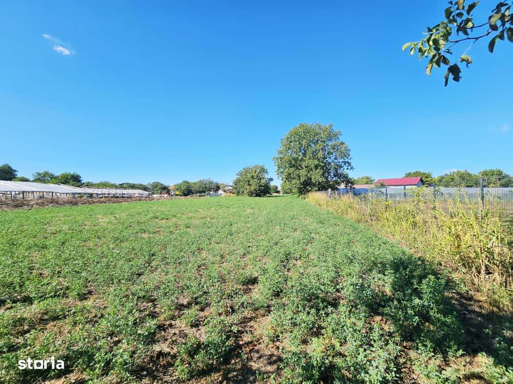 Teren intravilan 1.585 mp, cu utilități la hotar –Gherghița–Ungureni-6