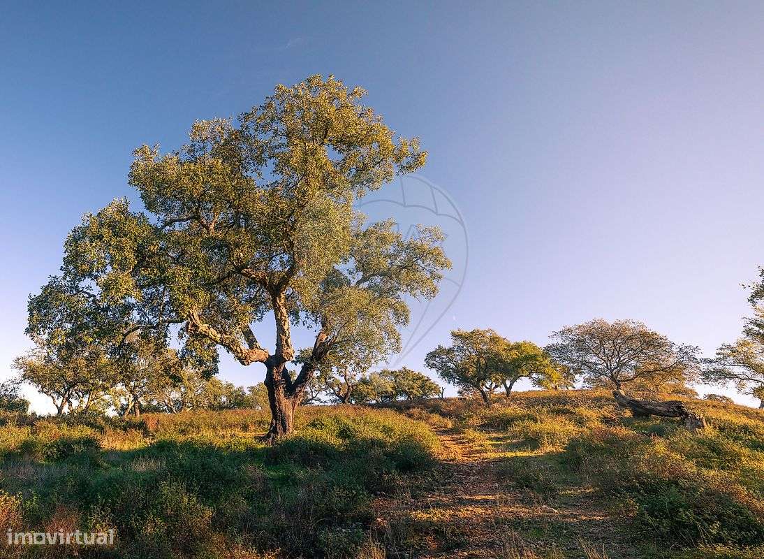 Quinta T10 para venda-46